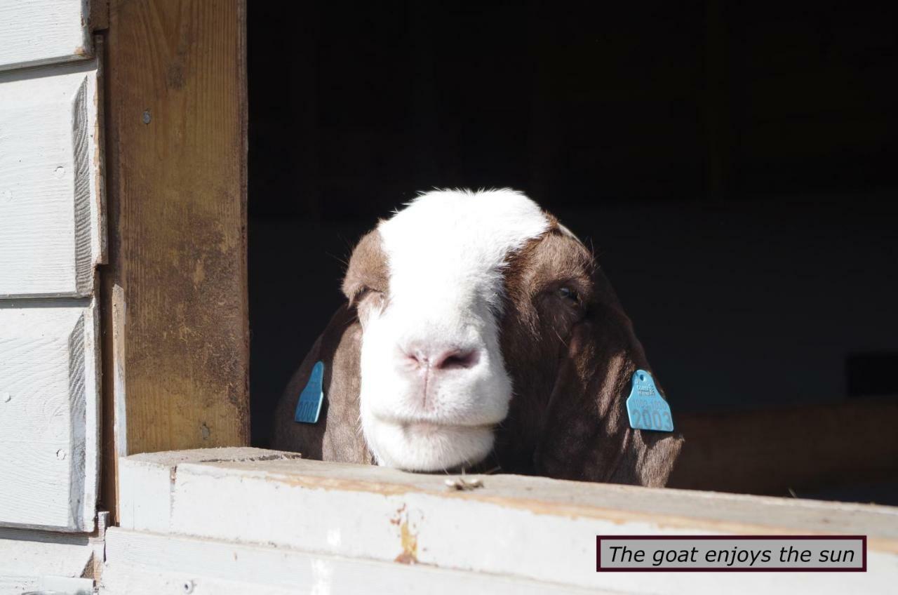 Stall Hav-Vik Farmstay Farsund Exterior foto